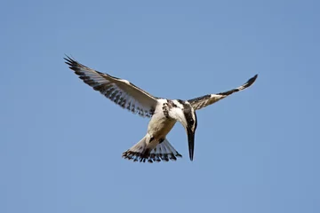 Foto op Canvas Pied Kingfisher, Bonte IJsvogel, Ceryle rudis © AGAMI