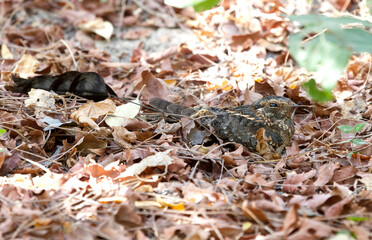 Viervleugelnachtzwaluw, Standard-winged Nightjar, Caprimulgus longipennis