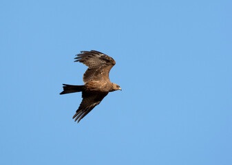 Geelsnavelwouw, Yellow-billed Kite, Milvus aegyptius