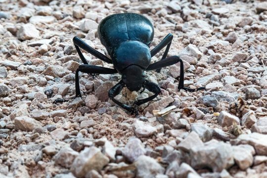 Primer plano de un escarabajo