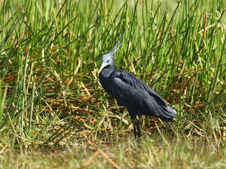 Zwarte Reiger, Black Heron, Egretta ardesiaca