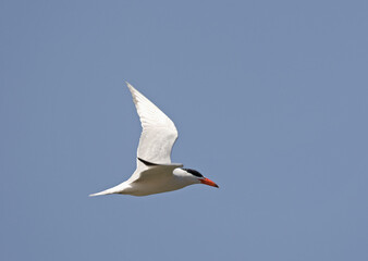 Caspian Tern, Reuzenstern, Hydroprogne caspia