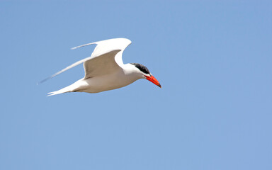 Reuzenstern, Caspian Tern, Hydroprogne caspia