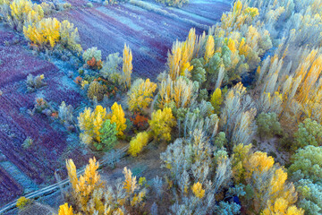 Spain, Cuenca, Wicker cultivation in Canamares in autumn