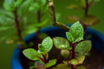 leaves on a branch