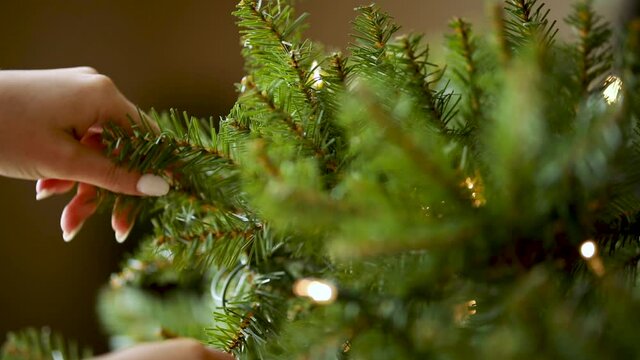 Hand Fluffing a Christmas Tree Preparing for Holiday Season, Closeup