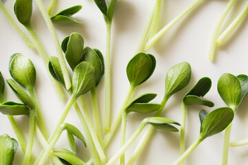 Obraz premium Pumpkin microgreens. Sprouting Microgreens. Seed Germination at home.