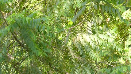 Beautiful green parakeets sitting in branches of a lush green tree before flying out of frame