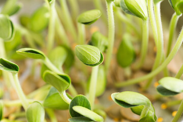 Pumpkin microgreens. Sprouting Microgreens. Seed Germination at home.