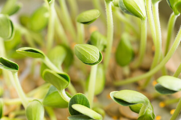 Obraz premium Pumpkin microgreens. Sprouting Microgreens. Seed Germination at home.