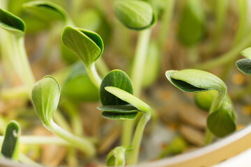 Pumpkin microgreens. Sprouting Microgreens. Seed Germination at home.