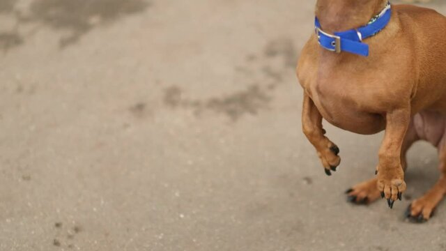 Unrecognizable person, woman, hand of owner is feeding beautiful smart hungry dog from arm. Training cute beautiful pet, puppy outdoors. slow motion