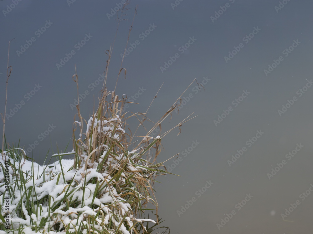 Poster reeds in the snow