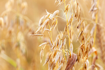 Simple oat ears, crops growing in the field, macro, fresh ripe gold oat spikelets in the sun closeup detail. Agriculture concept, farming, food industry background texture, copy space, warm colors