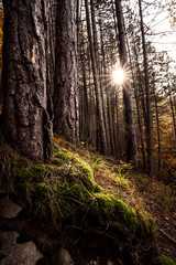 Obraz premium Wald Sonnenstern 