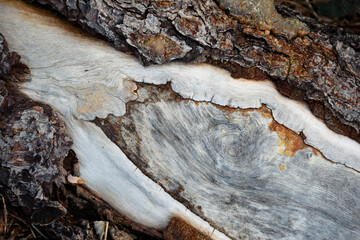 detail of a crack on a tree bark