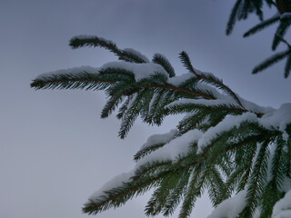 Obraz premium snow covered pine tree