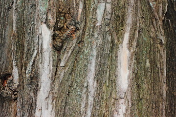 Obraz premium bark of a tree. Old tree cracked bark texture