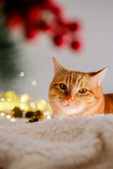 Cat and Christmas lights. Cute ginger cat lying near the window