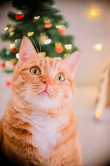 Cat and Christmas lights. Cute ginger cat looking straight ahead with christmas tree and heart shaped lights in the background