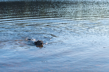 A photograph of a black Labrador Retriever swimming in a blue lake in the woods.