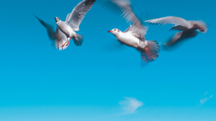 Obraz premium Seagulls on Clear Blue Sky Background