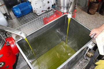 Extra virgin olive oil extraction process in olive oil mill in the outskirts of Athens in Attica,...