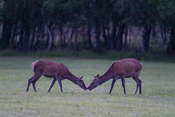 The red deer (Cervus elaphus)