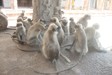 Serious meeting of monkeys (Langoors)