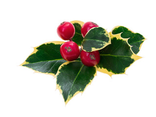 Close up of holly leaves with yellow edges and red berries isolated on white background