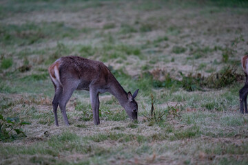The red deer (Cervus elaphus)