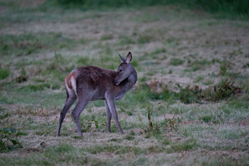 The red deer (Cervus elaphus)
