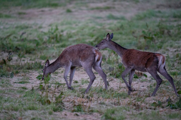 The red deer (Cervus elaphus)