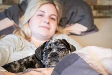 Sleeping cute french bulldog puppy - cuddling in bed with its owner