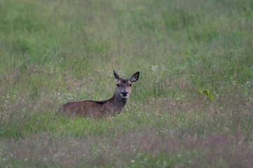 The red deer (Cervus elaphus)