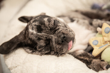 Sleeping cute french bulldog puppy on a dog bed with his tongue out
