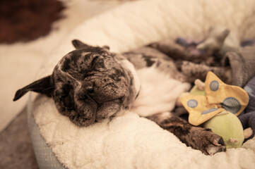 Sleeping cute french bulldog puppy on a dog bed