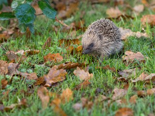 A hedgehog (Erinaceus europaeus)viewed at low angle walks amongst autumnal leave