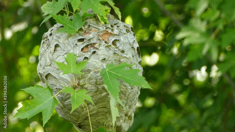 Poster wasp, bee nest hanging in a tree with multiple insect crawling and flying.