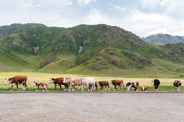 Photo of a Mountain summer Landscape. Travel location of popular tourist attraction. View of beautiful nature. Grassy field, hills and cows on cloudy sky background.
