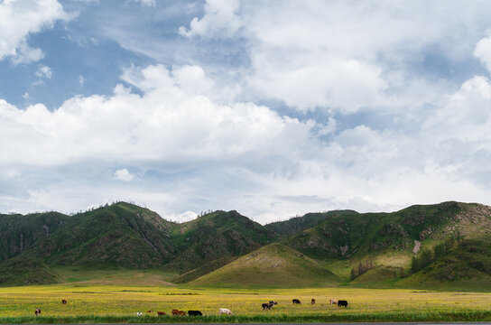 Photo of a Mountain summer Landscape. Travel location of popular tourist attraction. View of beautiful nature. Grassy field, hills and cows on cloudy sky background.