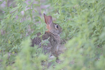 Rabbit in grass