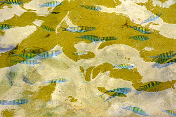 School of small fish swimming in the clean waters of the tropical beaches of Trindade in the southern coast of the state of Rio de Janeiro, Brazil