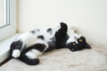 Funny cute black and white Tuxedo cat lying in the sun on soft blanket near window on windowsill and looking at camera.