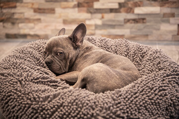 Cute french bulldog sleeping in a cozy dog bed - Looking offended