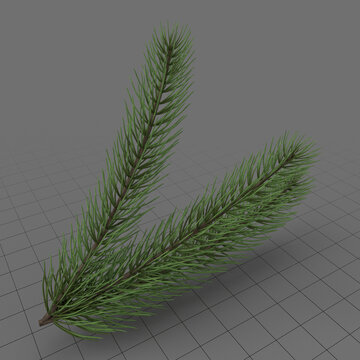 Fir tree branch 3