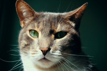 Portrait of a cute cat resting under the sun