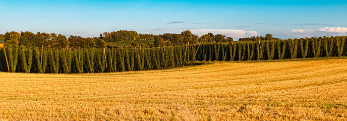 Hop fields at the famous Hallertau, Obersuessbach, Bavaria, Germany