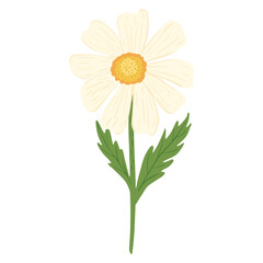 Camomile isolated on white background. Abstract flower white color with yellow core in doodle style.