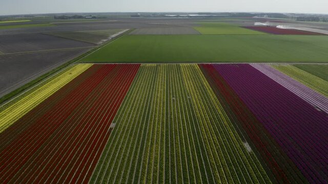 Aerial Dutch tulip fields